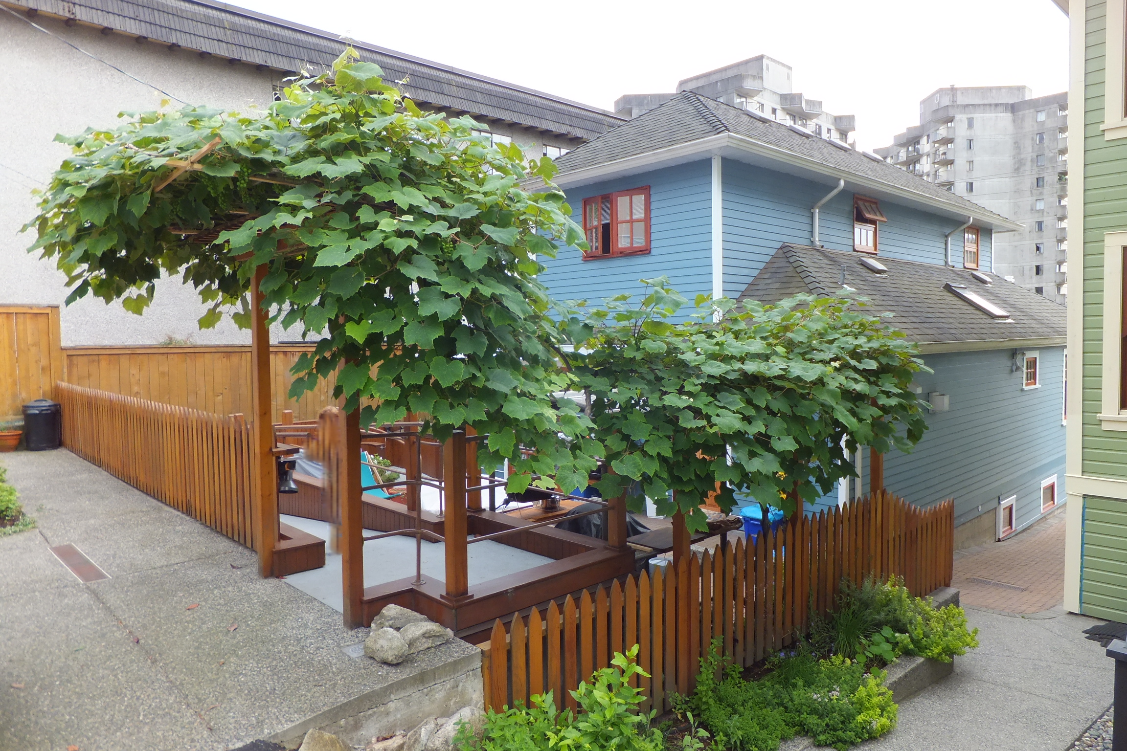 Grape Season_Sue's Guest Cottage Grape Season_Sue's Guest Cottage